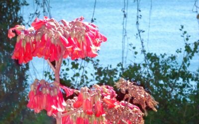 Combate la astenia primaveral y alimenta la alegría del verano